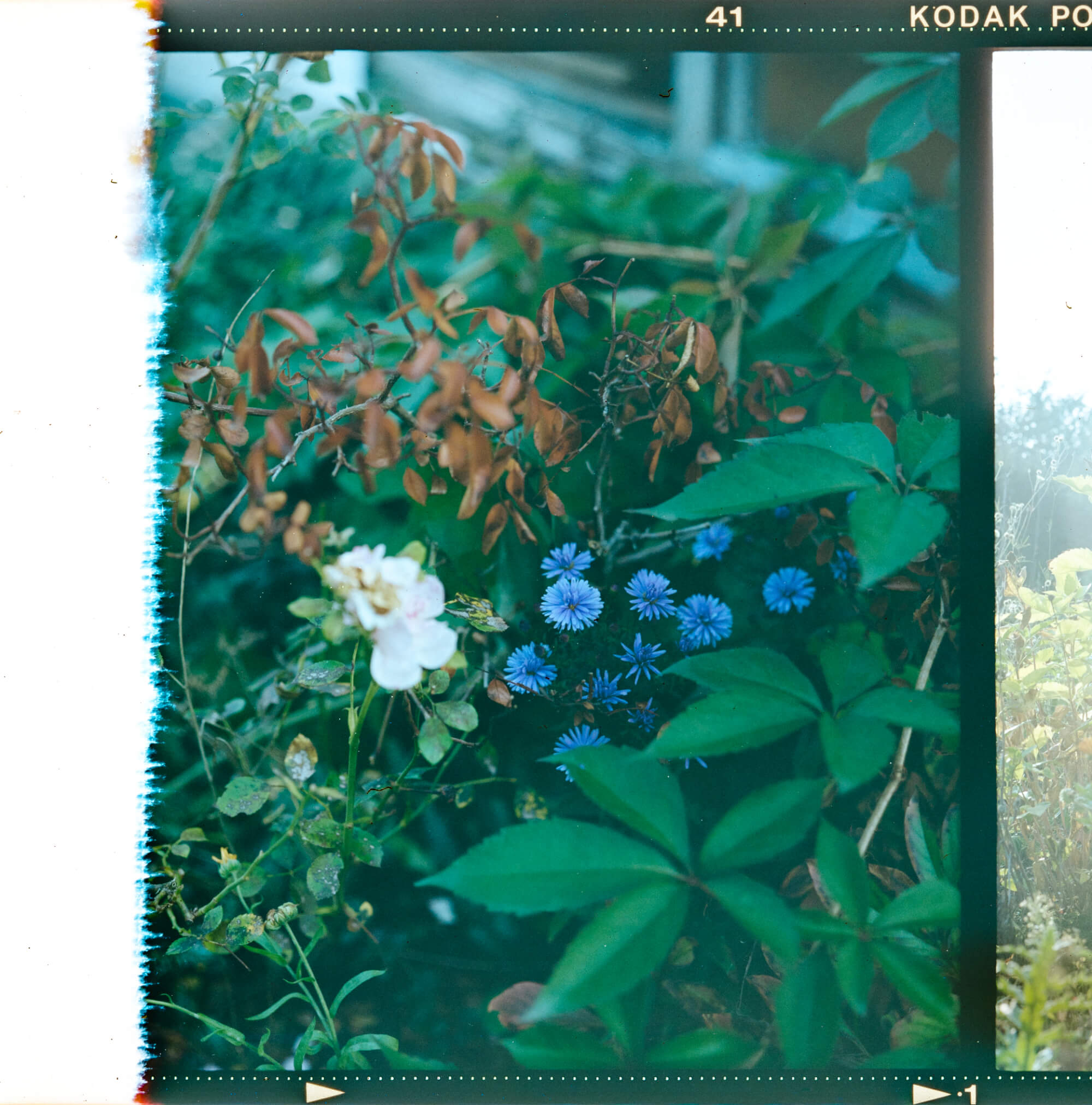 Analog Photography_Negativ_Gartenfotografie_Linda Margarete