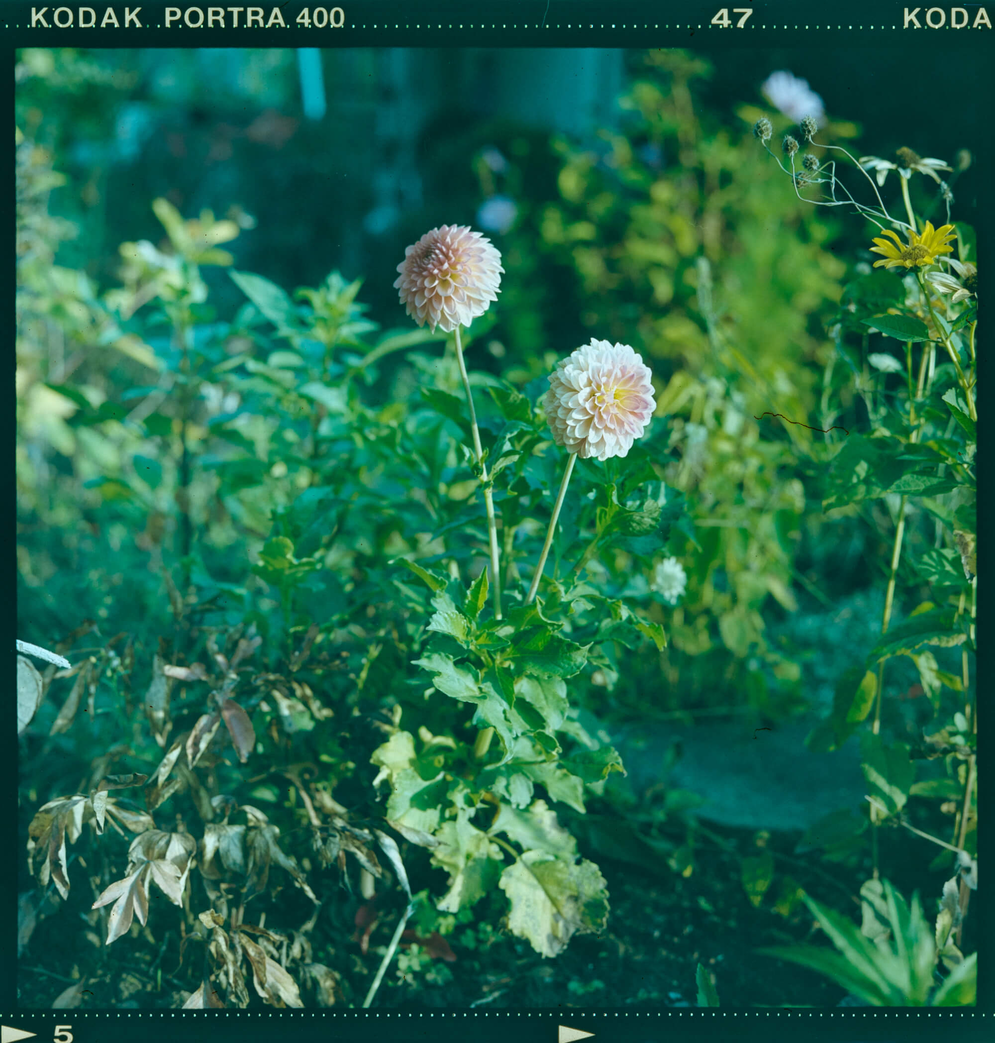 Analog Photography_Negativ_Gartenfotografie_Linda Margarete