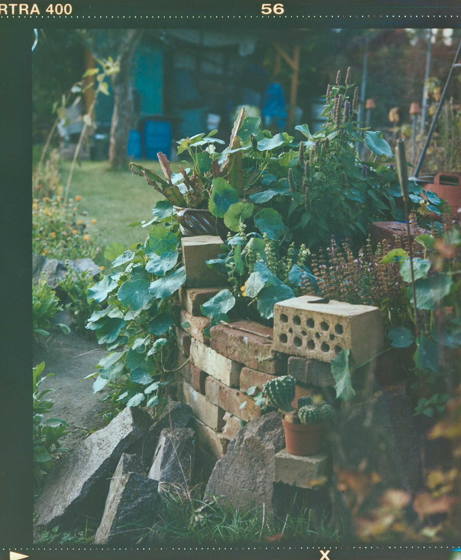 Analog Photography_Negativ_Gartenfotografie_Linda Margarete