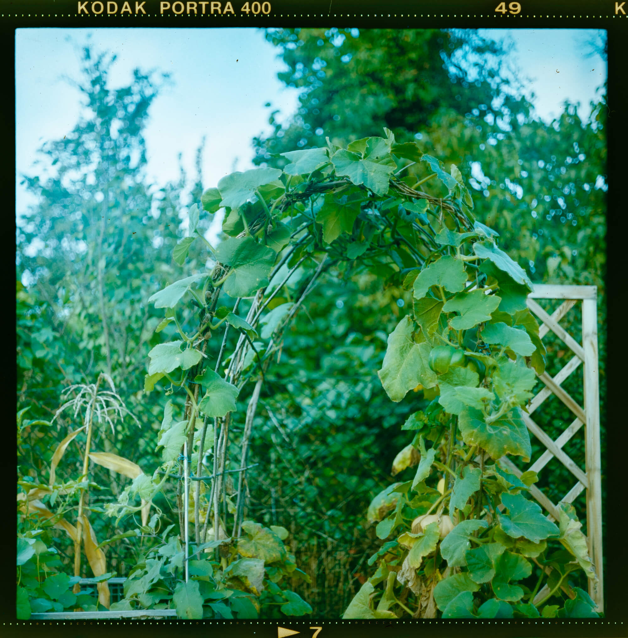 Analog Photography_Negativ_Gartenfotografie_Linda Margarete