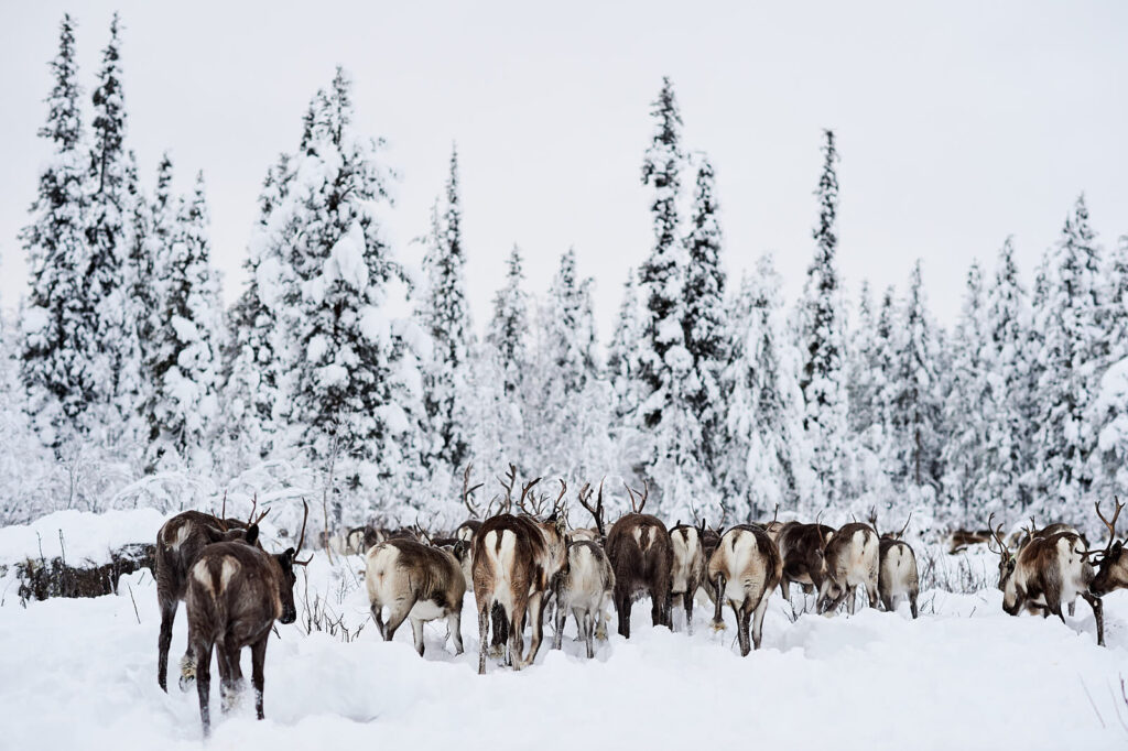 Linda Margarete_reindeer