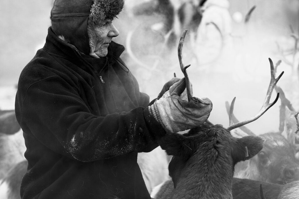 Sami_Reindeer_Enviromental_Reportage