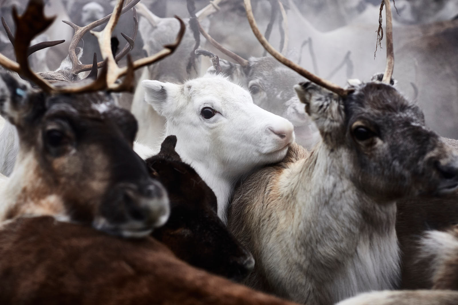 Sami_white reindeer_renare_sweden