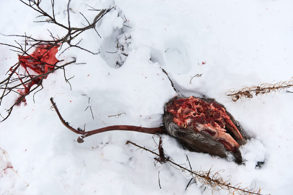 Sapmi_Reportagefotografie